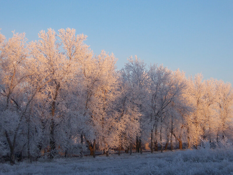 Frost-covered Trees — White, Serene, Winter, Photograph, Frost