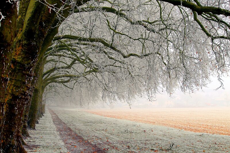 Frost-covered Trees — White, Serene, Winter, Photograph, Path, Field
