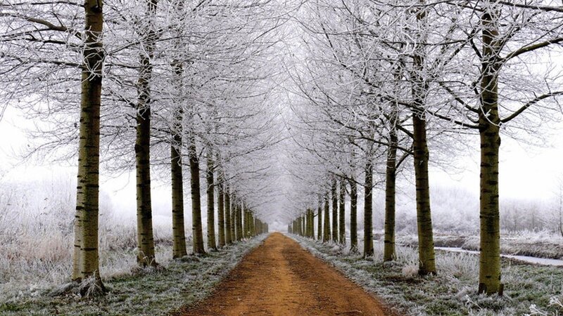 Frost-covered Trees — White, Serene, Winter, Photograph, Path, Frost