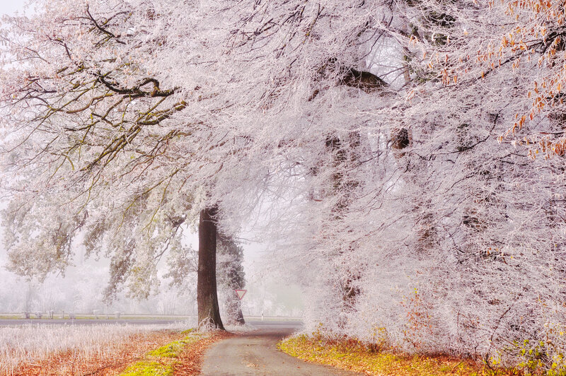 Frost-covered Trees — White, Serene, Winter, Photograph, Path, Road Sign