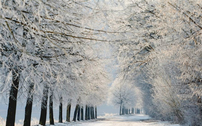 Frost-covered Trees — White, Serene, Winter, Photograph, Path, Snow, Sky