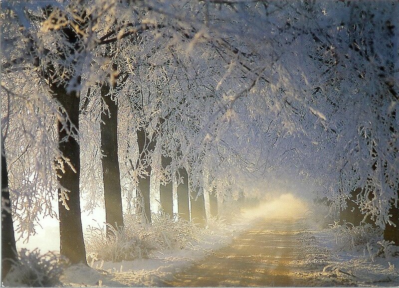 Frost-covered Trees — White, Serene, Winter, Photograph, Path, Snow