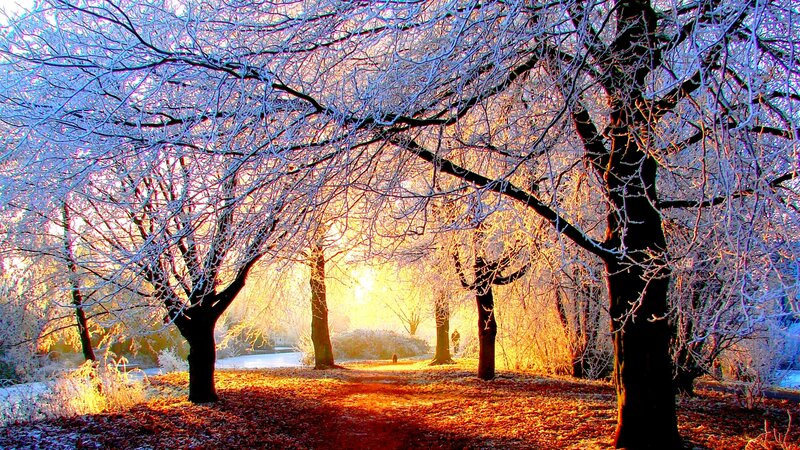 Frost-covered Trees — White, Serene, Winter, Photograph, Path, Sunlight