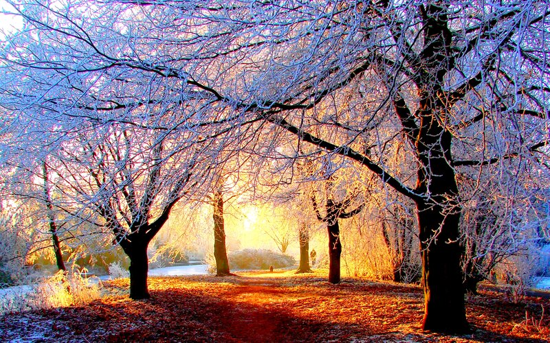 Frost-covered Trees — White, Serene, Winter, Photograph, Path