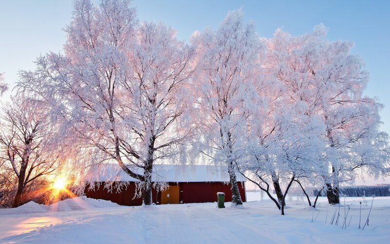 Frost-covered Trees — White, Serene, Winter, Photograph, Red Barn