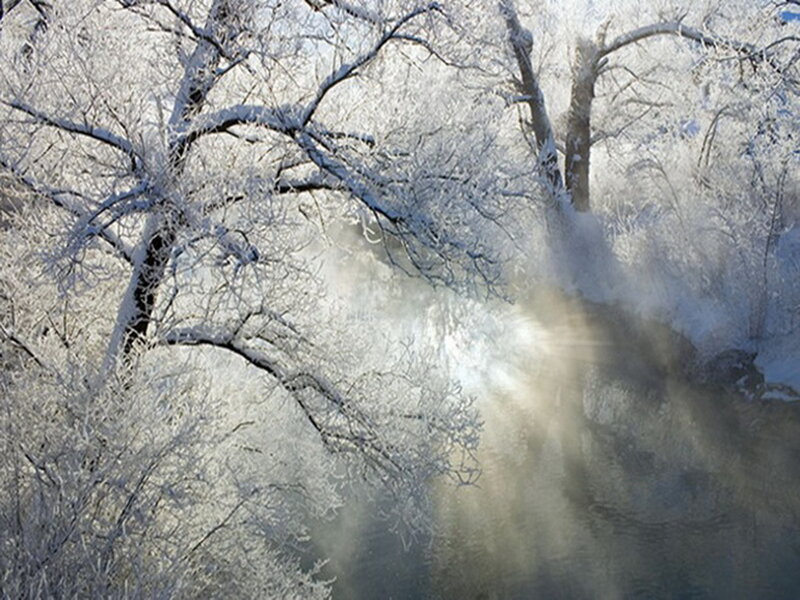 Frost-covered Trees — White, Serene, Winter, Photograph, River, Steam