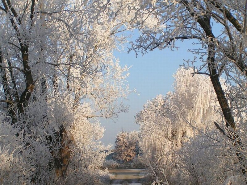 Frost-covered Trees — White, Serene, Winter, Photograph, River