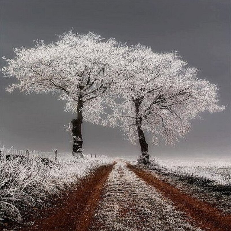 Frost-covered Trees — White, Serene, Winter, Photograph, Road, Field