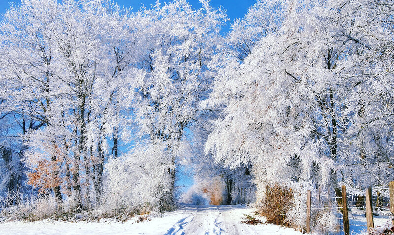 Frost-covered Trees — White, Serene, Winter, Photograph, Road, Sky