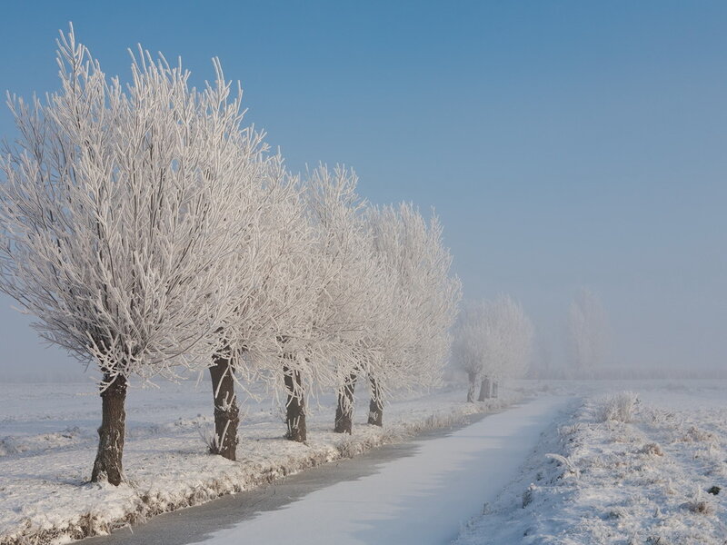 Frost-covered Trees — White, Serene, Winter, Photograph, Road, Snow, Fog