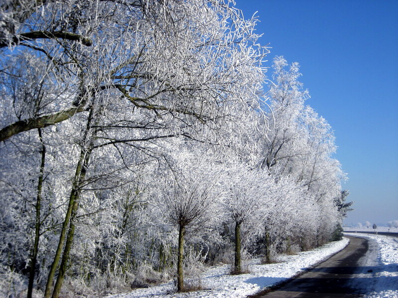 Frost-covered Trees — White, Serene, Winter, Photograph, Road, Snow