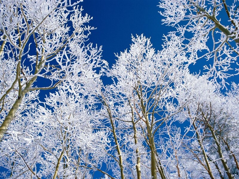 Frost-covered Trees — White, Serene, Winter, Photograph, Sky