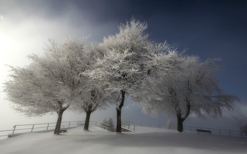 Frost-covered Trees — White, Serene, Winter, Photograph, Snow, Bench