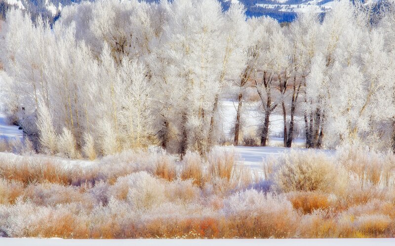Frost-covered Trees — White, Serene, Winter, Photograph, Snow, Brush