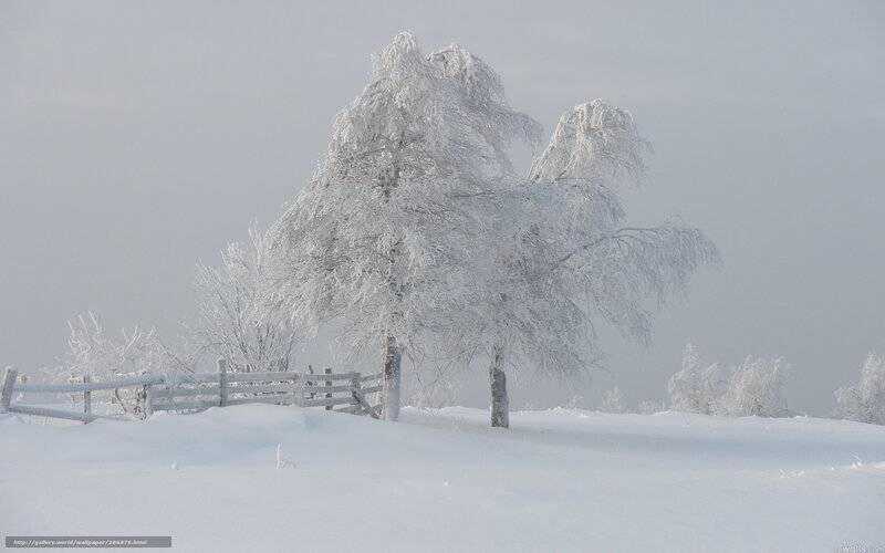 Frost-covered Trees — White, Serene, Winter, Photograph, Snow, Fence, Hills