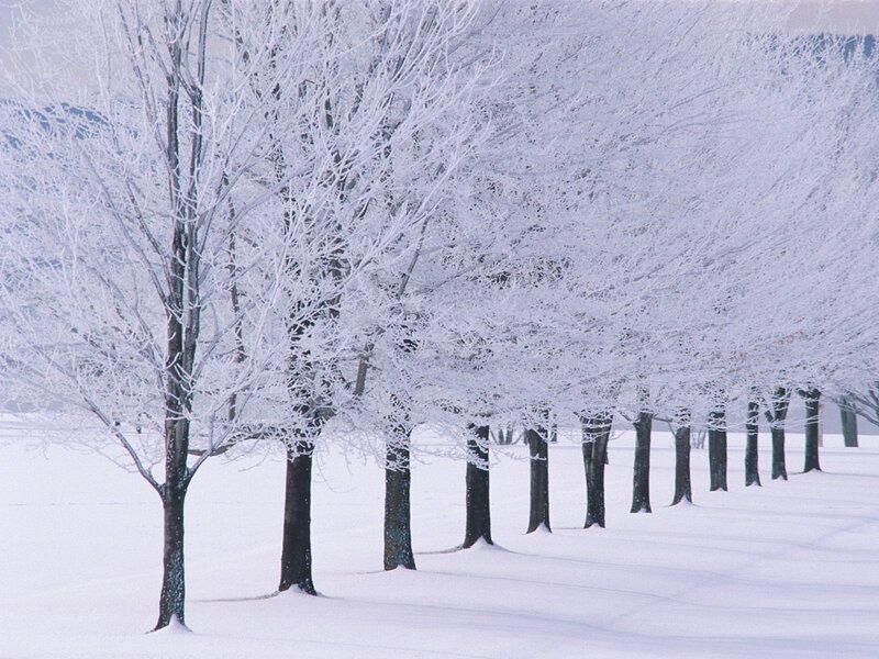 Frost-covered Trees — White, Serene, Winter, Photograph, Snow, Field
