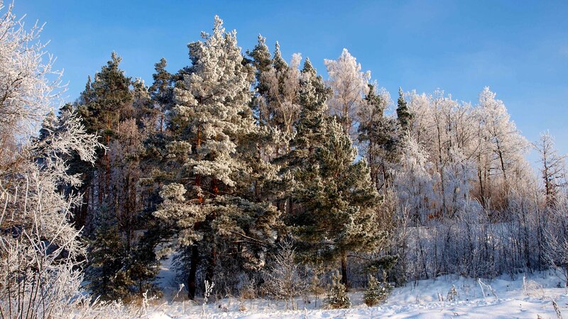 Frost-covered Trees — White, Serene, Winter, Photograph, Snow, Forest, Sky