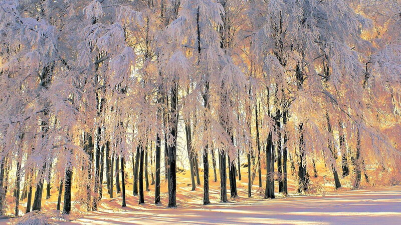 Frost-covered Trees — White, Serene, Winter, Photograph, Snow, Forest