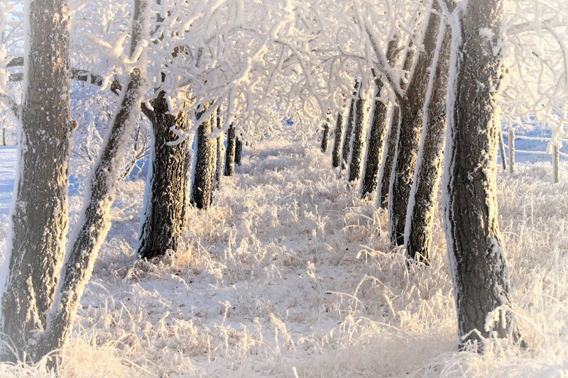 Frost-covered Trees — White, Serene, Winter, Photograph, Snow, Grass, Sunlight
