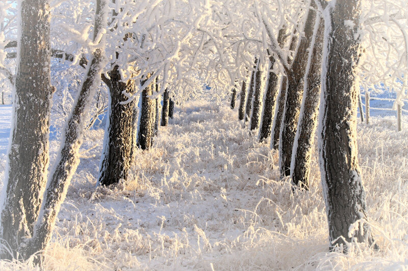 Frost-covered Trees — White, Serene, Winter, Photograph, Snow, Grass
