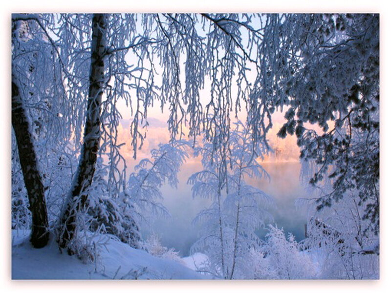 Frost-covered Trees — White, Serene, Winter, Photograph, Snow, Mist