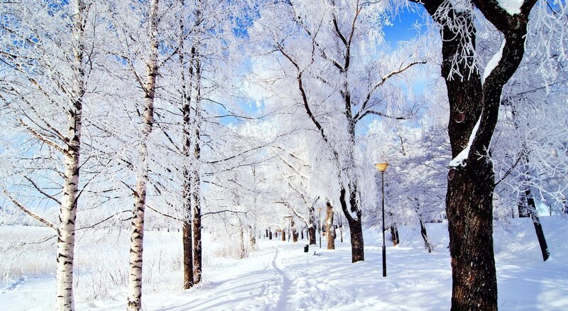 Frost-covered Trees — White, Serene, Winter, Photograph, Snow, Path, Lamppost