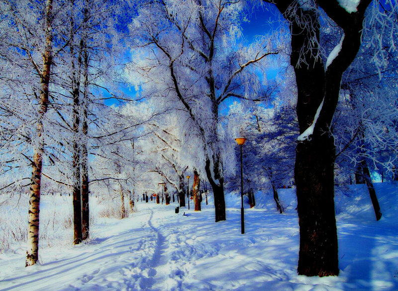 Frost-covered Trees — White, Serene, Winter, Photograph, Snow, Path, Street Lamp