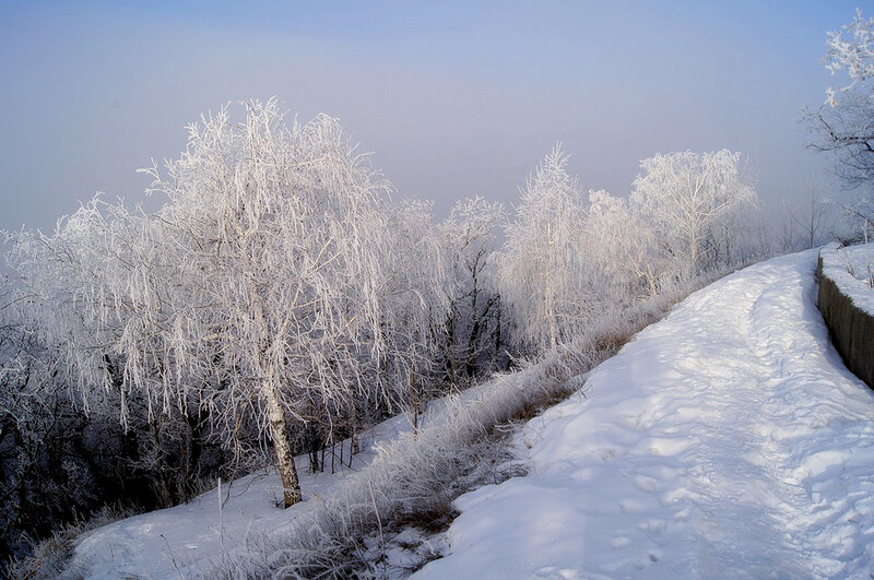 Frost-covered Trees — White, Serene, Winter, Photograph, Snow, Path