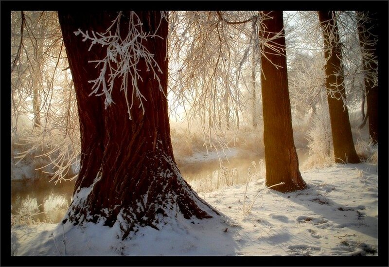 Frost-covered Trees — White, Serene, Winter, Photograph, Snow, River