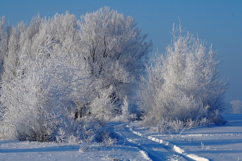 Frost-covered Trees — White, Serene, Winter, Photograph, Snow, Road