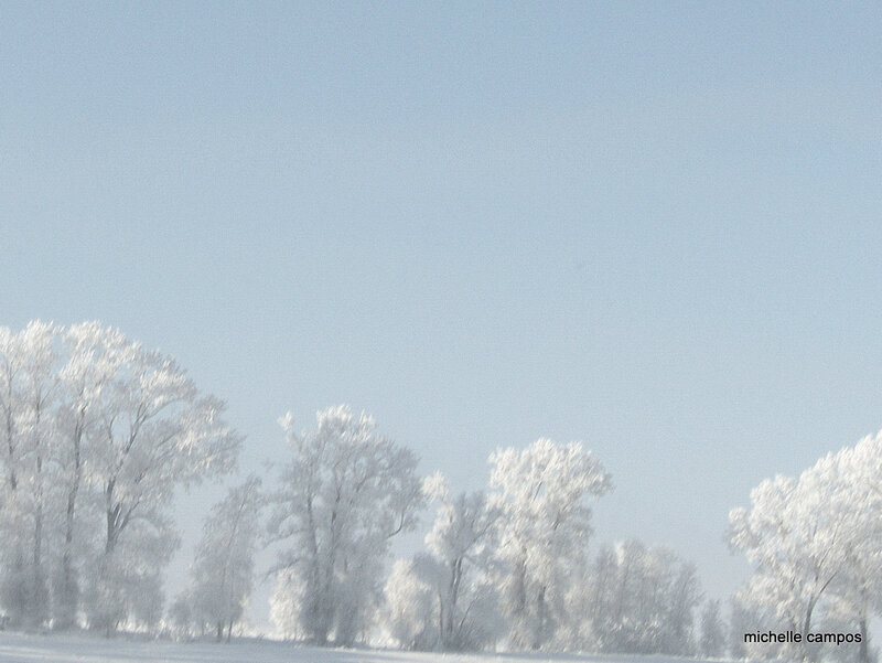 Frost-covered Trees — White, Serene, Winter, Photograph, Snow, Sky, Blue, Michelle Campos