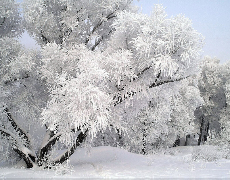 Frost-covered Trees — White, Serene, Winter, Photograph, Snow, Sky, Branches