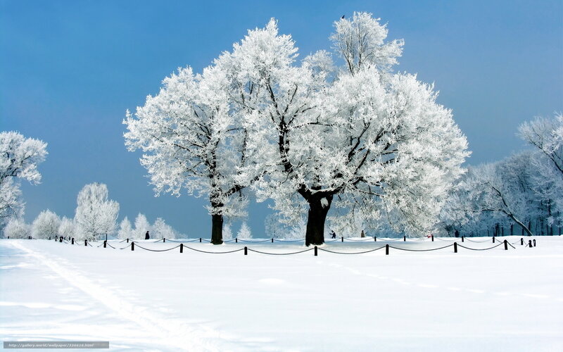 Frost-covered Trees — White, Serene, Winter, Photograph, Snow, Sky, Chain Fence