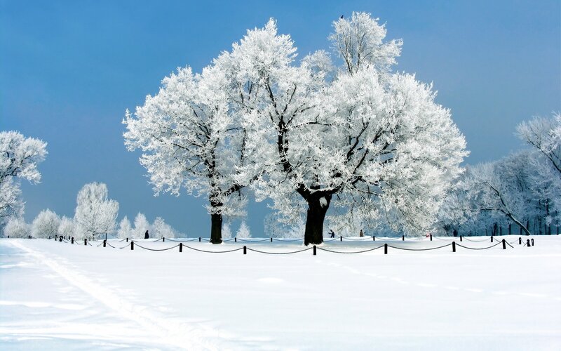 Frost-covered Trees — White, Serene, Winter, Photograph, Snow, Sky, Fence, Blue