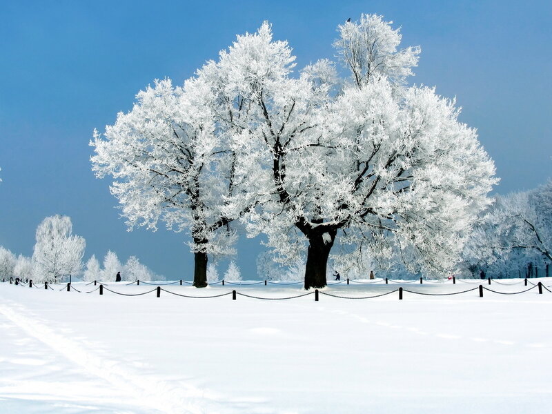 Frost-covered Trees — White, Serene, Winter, Photograph, Snow, Sky, Fence