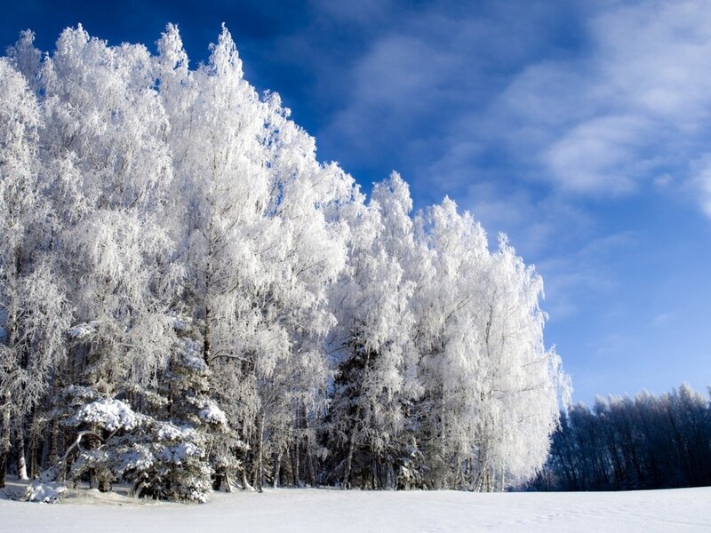 Frost-covered Trees — White, Serene, Winter, Photograph, Snow, Sky, Forest