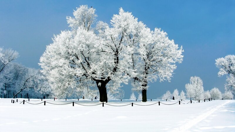 Frost-covered Trees — White, Serene, Winter, Photograph, Snow, Sky, Path, Blue