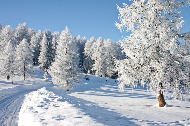 Frost-covered Trees — White, Serene, Winter, Photograph, Snow, Sky, Path