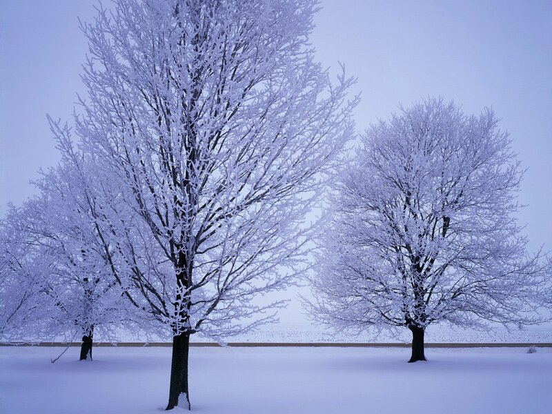 Frost-covered Trees — White, Serene, Winter, Photograph, Snow, Sky, Road, Blue, Black