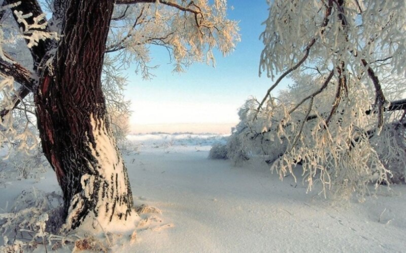 Frost-covered Trees — White, Serene, Winter, Photograph, Snow, Sky, Tree