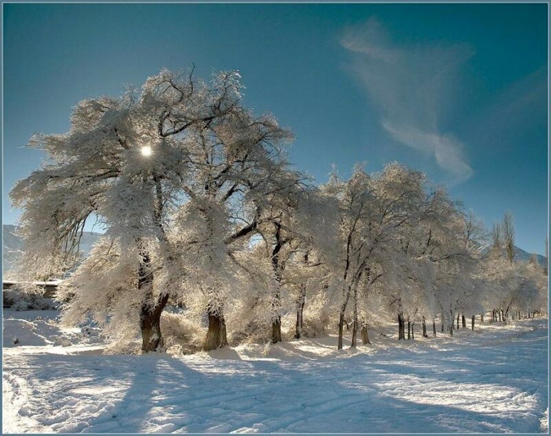 Frost-covered Trees — White, Serene, Winter, Photograph, Snow, Sun