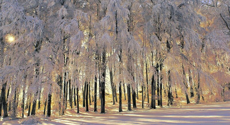 Frost-covered Trees — White, Serene, Winter, Photograph, Snow, Sunlight