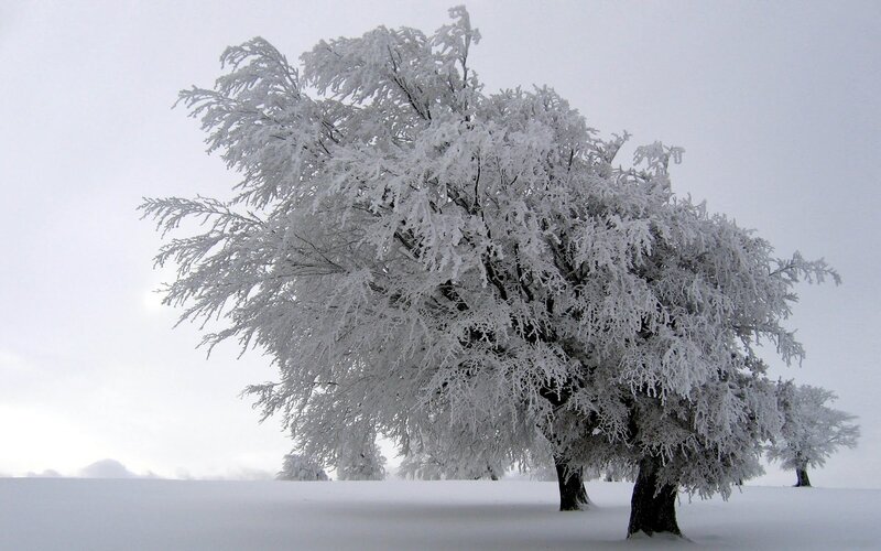 Frost-covered Trees — White, Serene, Winter, Photograph, Snow
