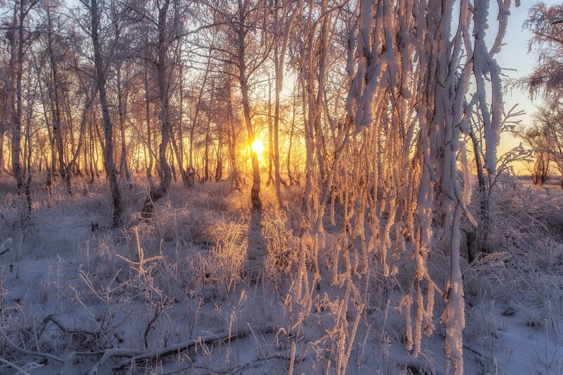 Frost-covered Trees — White, Serene, Winter, Photograph, Sun, Snow, Forest