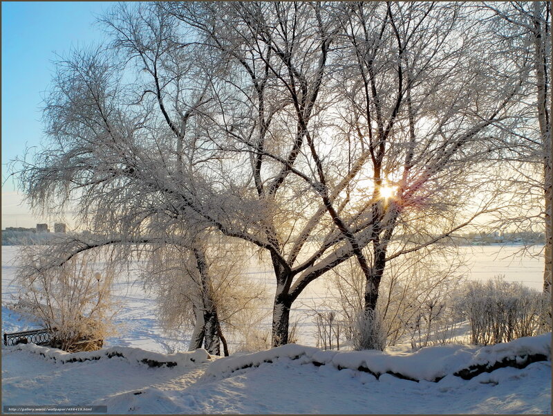 Frost-covered Trees — White, Serene, Winter, Photograph, Sun, Snow, River