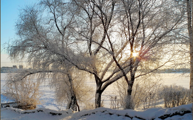 Frost-covered Trees — White, Serene, Winter, Photograph, Sun, Snow