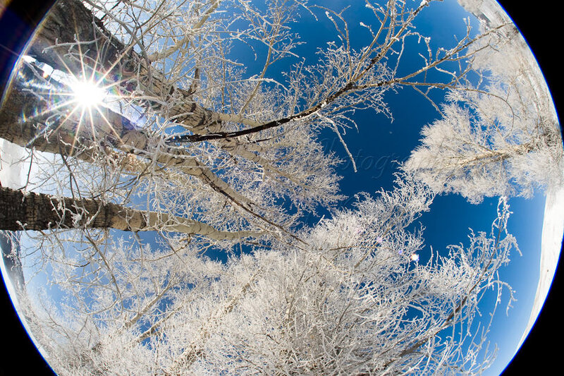 Frost-covered Trees — White, Serene, Winter, Photograph, Sun
