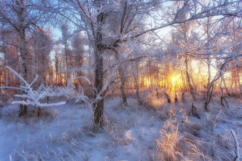 Frost-covered Trees — White, Serene, Winter, Photograph, Sunrise