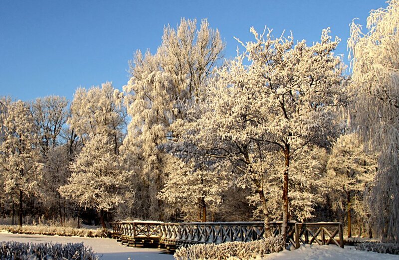 Frost-covered Trees — White, Serene, Winter, Photograph