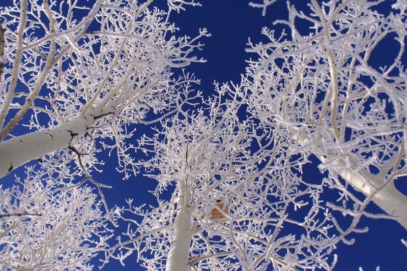 Frost-covered Trees — White, Serene, Winter